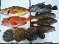 鮮魚セット5000