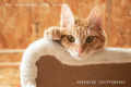 NEW ポストカード 猫セット
