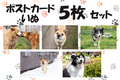 NEW ポストカード 犬セット