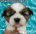 シーズー/男の子①