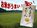 令和5年産  滋賀産　ミルキークィーン　白米　５ｋｇ