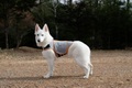 Thundershirt Mサイズ