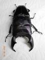 2021.04.07羽化 0101　スマトラオオヒラタ アチェ産（CB）