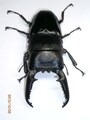 KL525A09血統　2013.08.26羽化 0101　パラワンオオヒラタ
