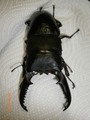 KL525F06血統　2013.02.21羽化 0101　パラワンオオヒラタ