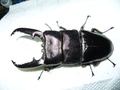 L血統　2011.03.13羽化 0101　パラワンオオヒラタ