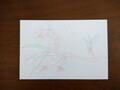 postcard　さくら/sakura