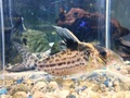 コリドラス　ロブスタス②