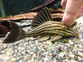 プラチナロイヤルプレコ　約１２ｃｍ
