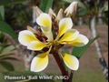 珍しい八重咲きプルメリアのベアルート発根苗 ‘Bali Whirl' 栽培セット（スリット鉢・プルメリア専用培養土つき・Premium品種）