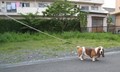 小型中型犬用ロングリード　　　ロープ専門店こだわりの品　　　太さ８mm　　　　　　　　　　　　　　長さ10ｍ20ｍ30ｍ40ｍ50ｍ