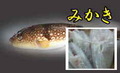 天然なごやふぐ約600g～700g(身欠き)