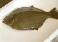 ひらめ（養殖）　700～900g （調理なし）