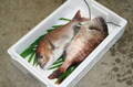 養殖タイ　2尾セット　1kg×2
