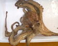 活　生たこ　１ｋｇ