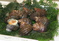 活サザエ　（小）1.5kg(約15個)