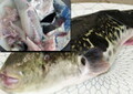 養殖とらふぐ　1.8kg （身欠き）