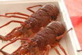 伊勢海老(天然)約250gサイズ5匹セット約1.2kg