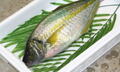 養殖シマアジ約1.5kg