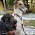 パラコード手編み幅広首輪#511＆503 ハーフチョーク・二頭お揃いセット