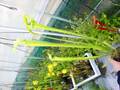 G896 S. leucophylla (Green, anthocyanin free) x flava (anthocyanin-free near shallotte) Cedric