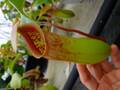 Y288 5-3 N. ventricosa (b) squat x truncata Y's