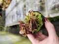G564 1-1 Cephalotus follicularis very nice  dark clone CS
