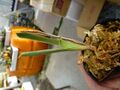G156 1H Brocchinia reducta {France strain, clone #1.2} BCP