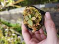 G449 1-3 N. peltata `Yellow Phantom' x rajah #NNN 