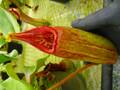 Y169 5-2 N. truncata red Mt. Talomo WP
