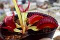 Y692 4-1 Dionaea muscipula South-West Giant Y's Lab