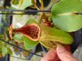 O254 5-2 N. truncata Mt. Pana