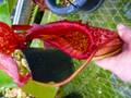 Y276 1-4 #BBB N. maxima (sumatra) x veitchii (Austraria) 一正園