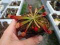 G591 4-1 S. psittacina var. okefenokeensis DeSoto CK