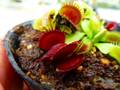 R583 4-1 #BBB Dionaea muscipula B52 Y's Lab