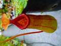 R391 5-3 #BBB N. Otokuni (truncata x ventricosa)