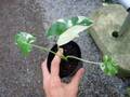 G112 3-2 Alocasia macrorrhiza albo VL