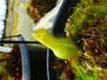 P094 N. alata (f) var. boschiana EP