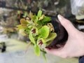 R283 1-1 Cephalotus follicularis {seedling of Hummer's Giant}BCP