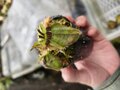 Y745 1-1 Cephalotus follicularis Diflora Giant (Coamine Beach x Big Boy) 