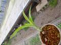 G808 4-1 Billbergia zebrina