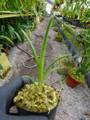P304 3-3 Brocchinia reducta {France strain, clone #1,2} BCP