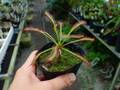 G406 3-1 D. capensis `Crested' Nature