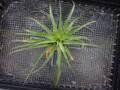 R343 3-3 T. flexuosa vivipara TI