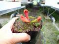 G825 4-1 S. purpurea sp. venosa var. burkii Araflora