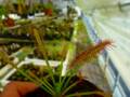 R413 4-1 D. capensis narow leaf