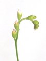 Drosera spathulata 沖縄産 白花 / 2.5号鉢 / ドロセラ スパスラタ