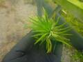 R315 3-1 Tillandsia ラベル落ち 
