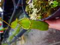 Y849 3-3 N. Trichocarpa spotted