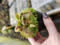 P575 1-1 Cephalotus follicularis AW